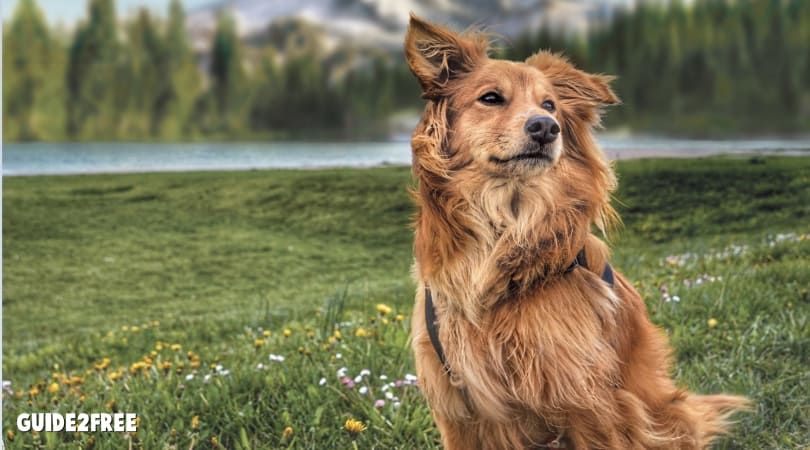 FREE Natural Balance Pet Food 1 FREE Natural Balance Pet Food