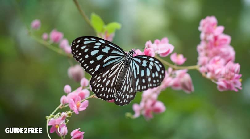 FREE Butterfly Garden Starter Kit 1 FREE Butterfly Garden Starter Kit