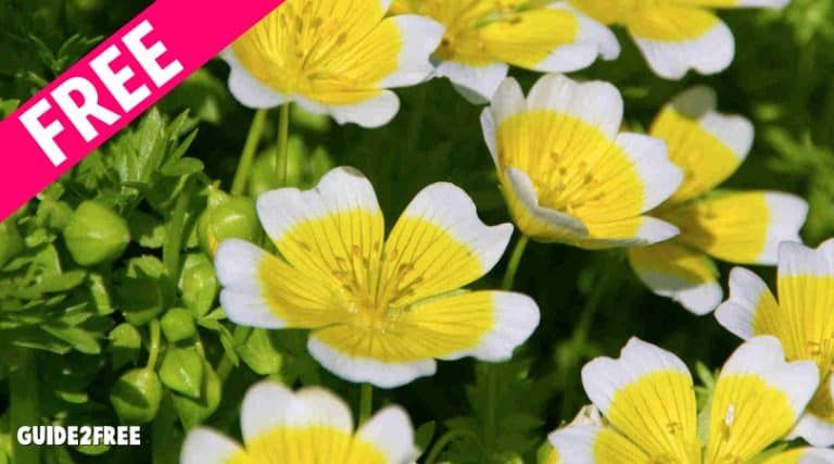 FREE Samples of Meadowfoam Seed Oil, Daikon Seed Extract, or Meadowfoam CP 1 FREE Samples of Meadowfoam Seed Oil, Daikon Seed Extract, or Meadowfoam CP
