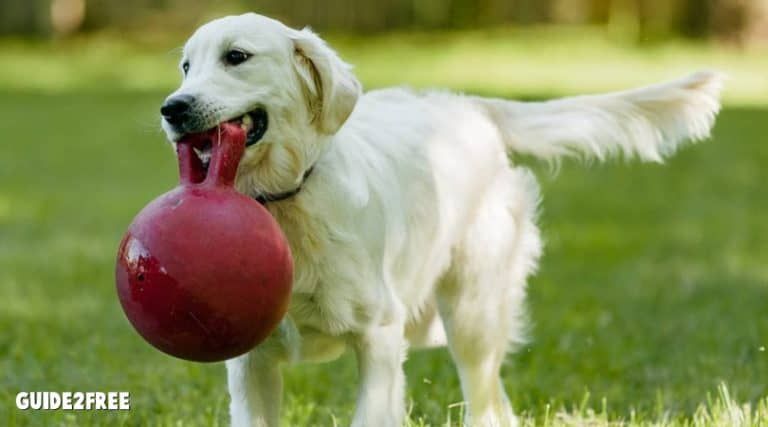 FREE Jolly Pets Products 1 FREE Jolly Pets Products