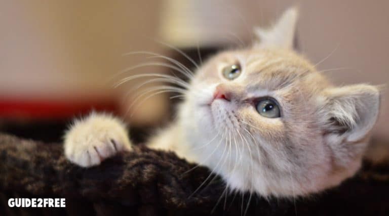 Get Paid $200 if you own a Cat