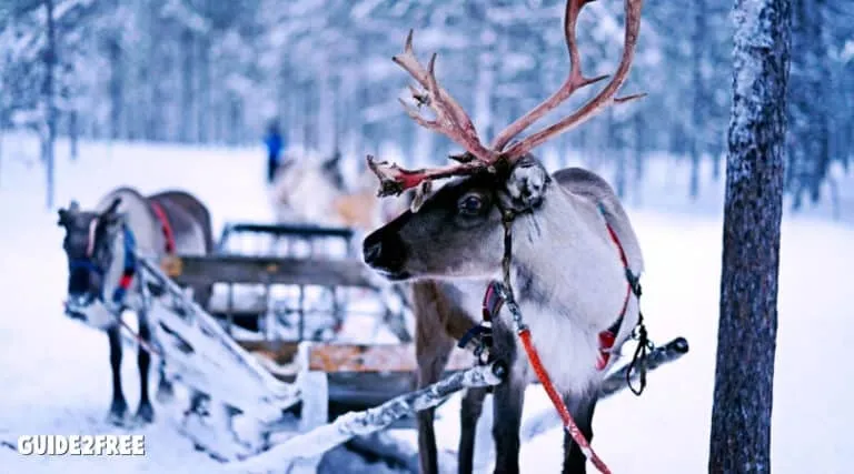FREE LIVE Camera Feed of Santa's Reindeer