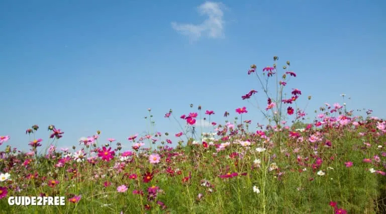 FREE Wildflower Plantable Seed Paper 1 FREE Wildflower Plantable Seed Paper