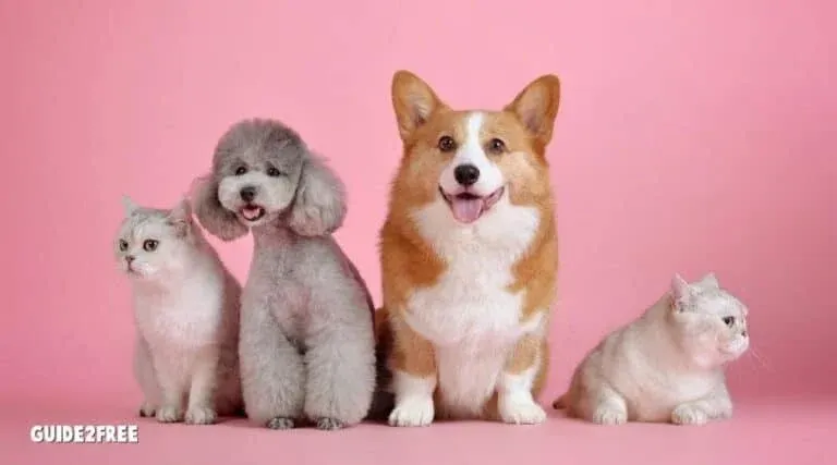 FREE 1 Month Flea Medication 1 FREE 1 Month Flea Medication