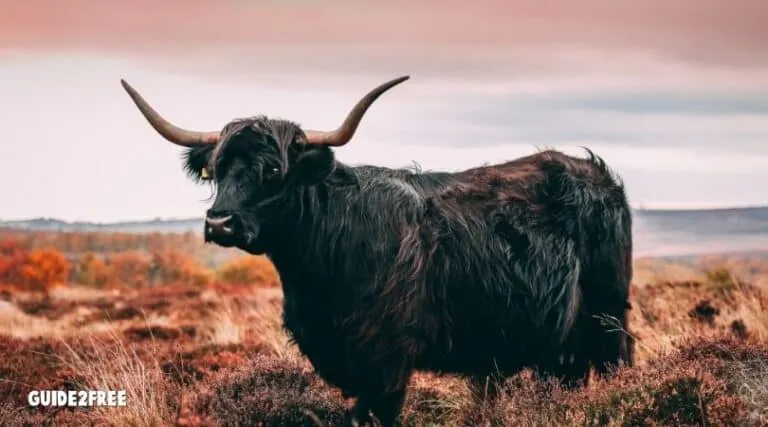 FREE Cattle Tales Calendar