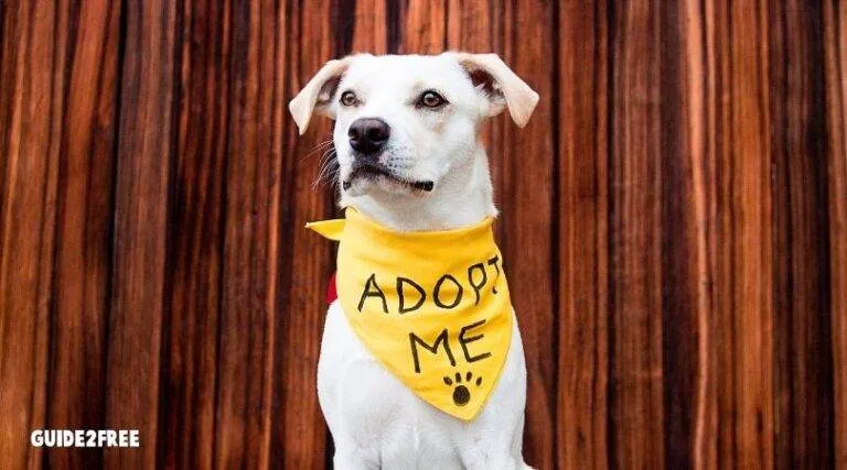 Adopt a Dog, Buy Pedigree and get $200 back 1 Adopt a Dog, Buy Pedigree and get $200 back