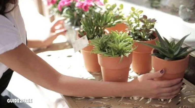 FREE House Plant from Wild Things