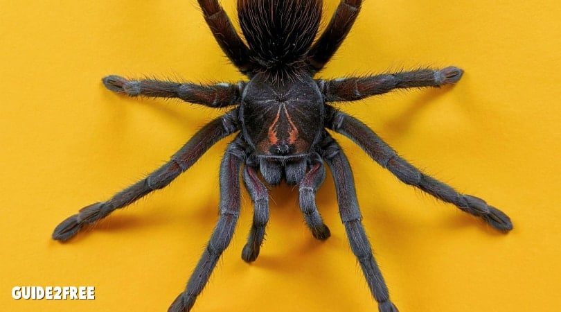 FREE USA Spider Identification Chart • Guide2Free Samples